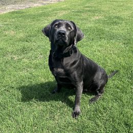 Kimber - Labrador Retriever