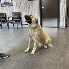 Rogue - Colorado Mountain Dog