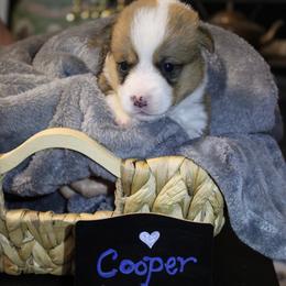 Cooper - Sable male Pembroke Welsh Corgi puppy in Purcellville, Virginia from Rhone River Farm Pembroke Welsh Corgis