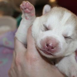 Siberian Husky Puppies from Tevana Siberians LLC