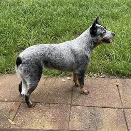 Demi - Australian Cattle Dog