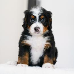 Ragnar - Tri-color male Bernedoodle puppy in Dundee, Ohio from Down Home Doodle