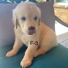 Pink - Light golden female Golden Retriever puppy in Coppell, Texas from Emily Goetting