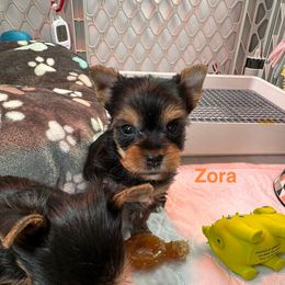 Zora - Black and tan female Yorkshire Terrier puppy in Ashland, Kentucky from Yorkie Paw