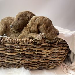 Goldendoodle Puppies from Kutedoodle