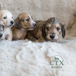 Dachshund Puppies from CTX Doxies