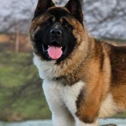 Rooster - Akita