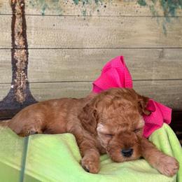 Maid Marian - Apricot female Cavapoo puppy in Waldron, Arkansas from Kay’s Cutie Poos