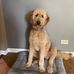 Goldendoodle All Grown Up from Midwest Companions