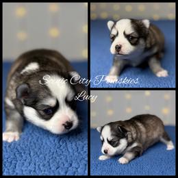 Lucy - Silver and white female Pomsky puppy in Rossville, Georgia from Scenic City Pomskies