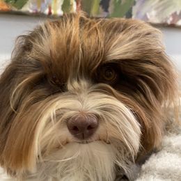 Prudence - Havanese