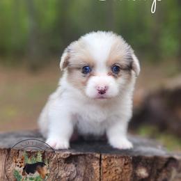 Shrimp - Blue merle and white male American Corgi puppy in Cameron, North Carolina from Butts Family Corgis