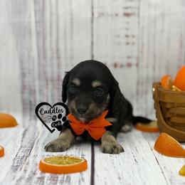 Hank - Black and cream male Dachshund puppy in Nashville, Arkansas from Cuddles n Curls