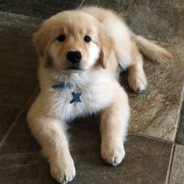 Golden Retriever Puppies from Naomi's Goldens