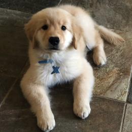 Golden Retriever Puppies from Naomi's Goldens