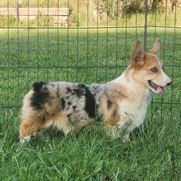 Scamp - Blue merle and white male American Corgi puppy in Dunbar, Nebraska from Vintage Corgis