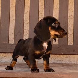 Minnie - Black and cream female Dachshund puppy in Surprise, Arizona from Molina Family Farms