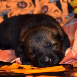 Sable Boy - Sable male German Shepherd puppy in Oxford, Arkansas from Atlas Shepherds