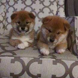 AVAILABLE GIRL - Red female Shiba Inu puppy in Nevada from LAS VEGAS PUPPY
