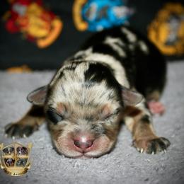 Annie - Blue merle female Miniature Australian Shepherd puppy in El Dorado Springs, Missouri from HP Aussie Kennels