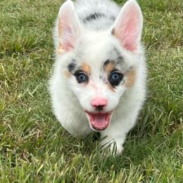 Boy 2 - Blue merle and white male American Corgi puppy in Hico, Texas from Chisholm Trail Kennels