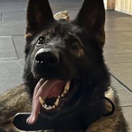 Fedex - German Shepherd