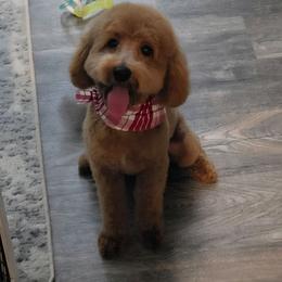 Bourbon - Apricot male Poodle puppy in Kountze, Texas from CaviCajun Kennels