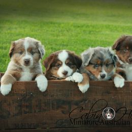 Miniature Australian Shepherd Puppies from Cabin Hearth Miniature Australian Shepherds