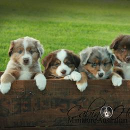 Miniature Australian Shepherd Puppies from Cabin Hearth Miniature Australian Shepherds