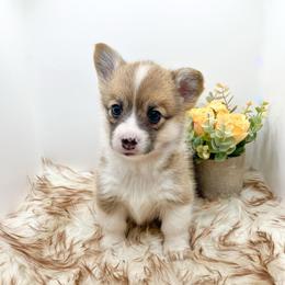 Bingo - Red female Pembroke Welsh Corgi puppy in Goldthwaite, Texas from Everlove Pembroke Welsh Corgis