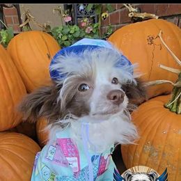 Daylon - White and chocolate male Chinese Crested puppy in Amarillo, Texas from Victoria's Chinese Cresteds Long Star Angels