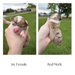 1st. Female - Red merle and white female American Corgi puppy in Foreman Ar., Arkansas from Grassy Lake Corgis