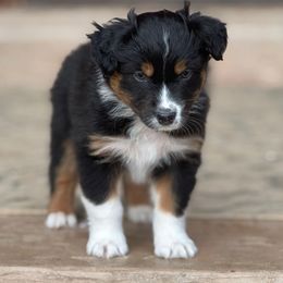 Orange collar - Black tri-color male Australian Shepherd puppy in Franktown, Colorado from Double NB Livestock LLC