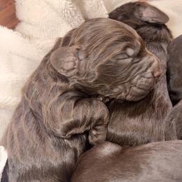 Boykin Spaniel puppies from Satilla River Swamp Boykins