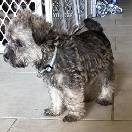 Happy - Salt and pepper female Miniature Schnauzer puppy in Aubrey, Texas from Matrix Schnauzers