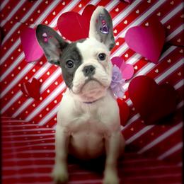 Haloheart - Blue female French Bulldog puppy in Rockville, Indiana from Blaze Of Glory Bostons & Frenchies