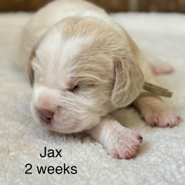 Jax - Tan and white male Beagle puppy in Rogersville, Missouri from Hales Little Beagle Haven