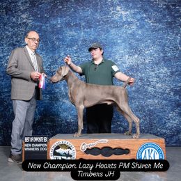 Timber - Weimaraner