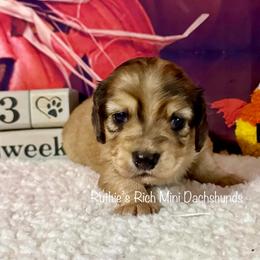 Cooper - Cream male Dachshund puppy in Lakeland, Florida from Ruthie’s Rich Mini Dachshunds