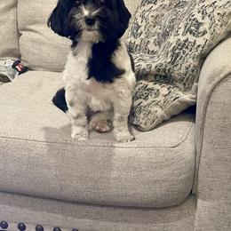 Penny - Havanese