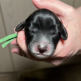 Australian Labradoodle Puppies from Happy-Go-Lucky Australian Labradoodles