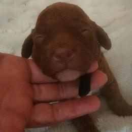 Black Collar Boy - Red  male Goldendoodle puppy in Los Molinos Ca, California from Sunshine Sanctuary Doodles