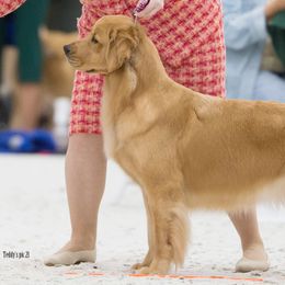 Golden Retrievers from Lakebound Golden Retrievers