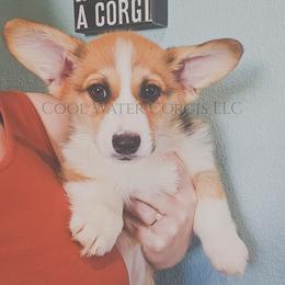 Chocolate Chip - Red male Pembroke Welsh Corgi puppy in Kiowa, Colorado from Cool Water Corgis LLC