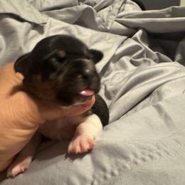 Moon - Black and white female Teddy Roosevelt Terrier puppy in Cumming, Georgia from Barnett’s Rambling Terriers