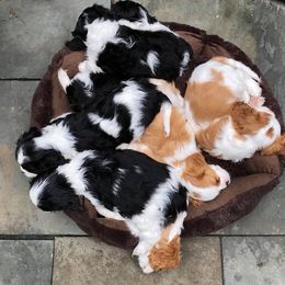 Comfort Cavaliers breeder of Cavalier King Charles Spaniel