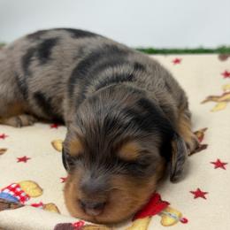 Chapel - Dapple male Dachshund puppy in Murfreesboro, Tennessee from Kimbrie's Dream Cream Doxies