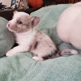 Toad - Blue merle and white male Cardigan Welsh Corgi puppy in Myton, Utah from Cardigan Corgi Cuties 💓