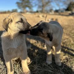 Anatolian Shepherd Dog and Havanese Puppies from Home with Havanese