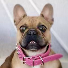 French Bulldogs from FIRMEFRENCHIEZ_909